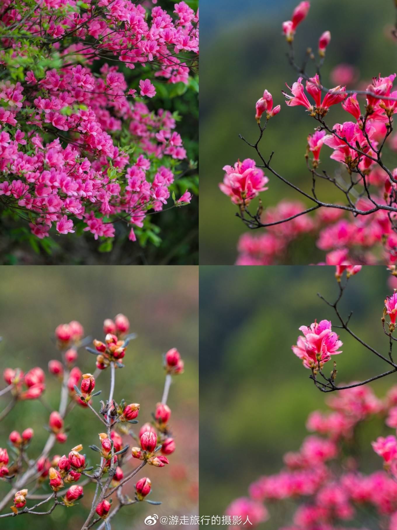 杜鹃花（夏季杜鹃花怎么养护和浇水） 第17张