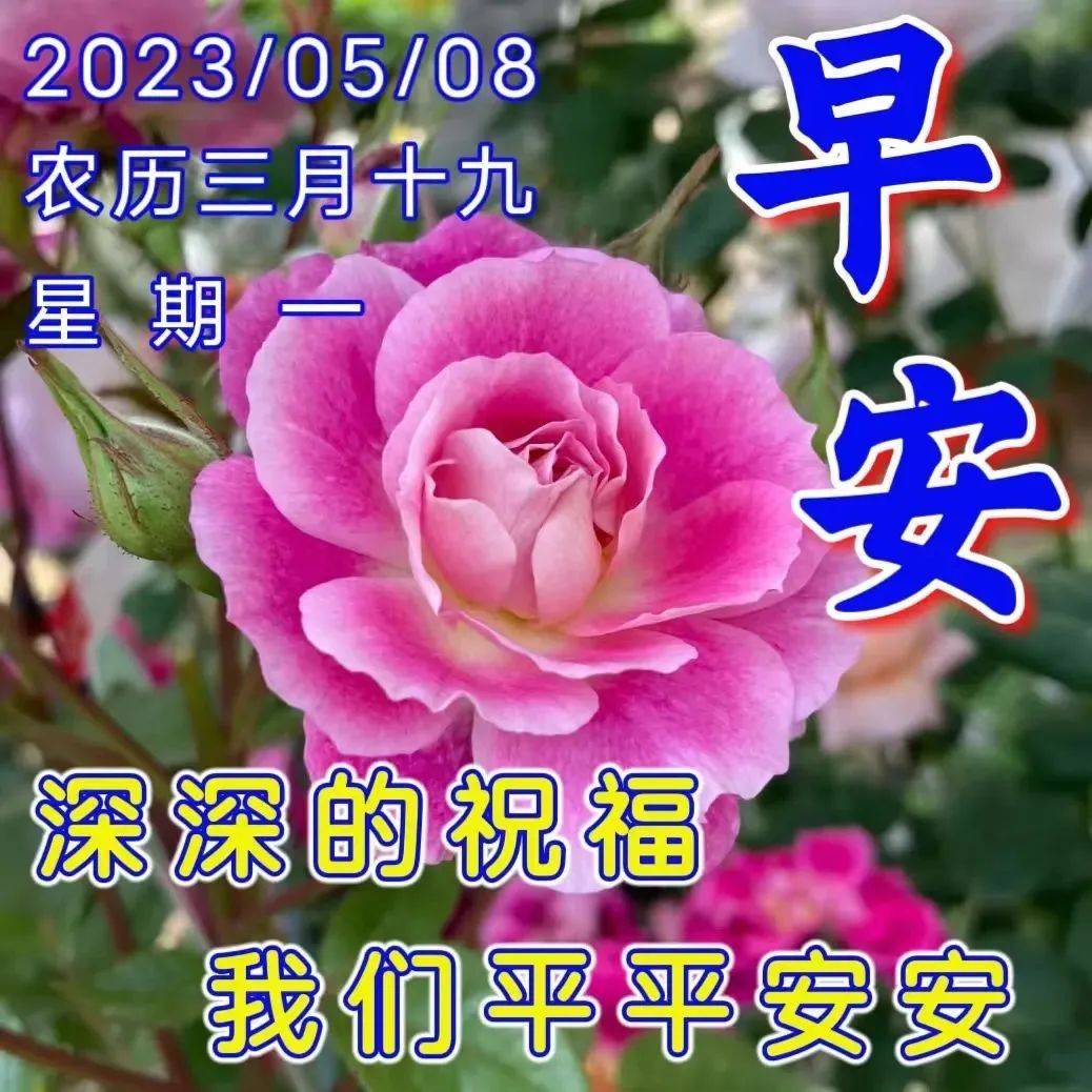 2023年5月8日週一早上好問候祝福動態表情圖片 週一最新早安問候祝福