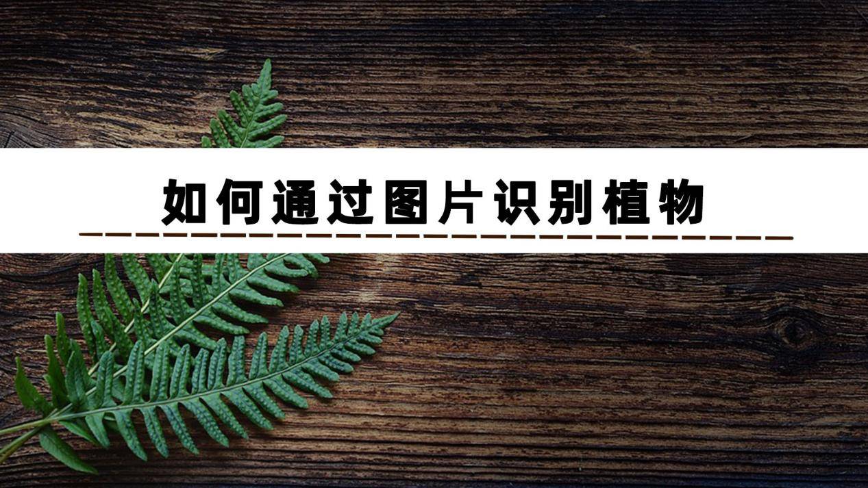 你知道如何通過圖片識別植物嗎?_軟件_功能_技術