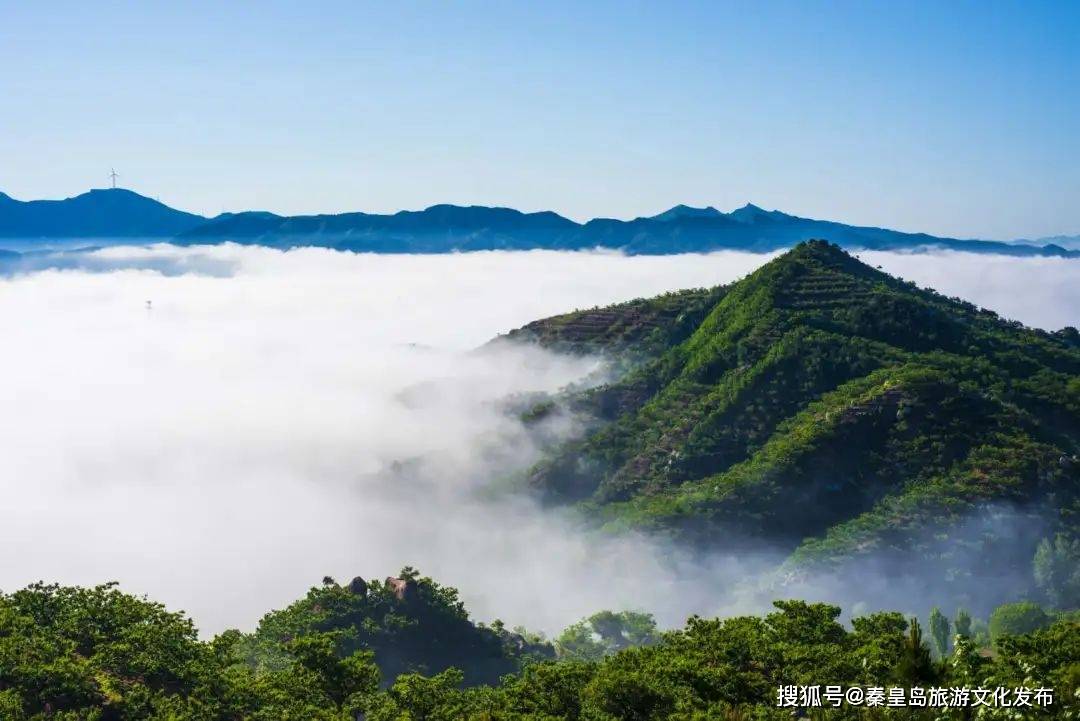 榆花（榆树花图片） 第1张