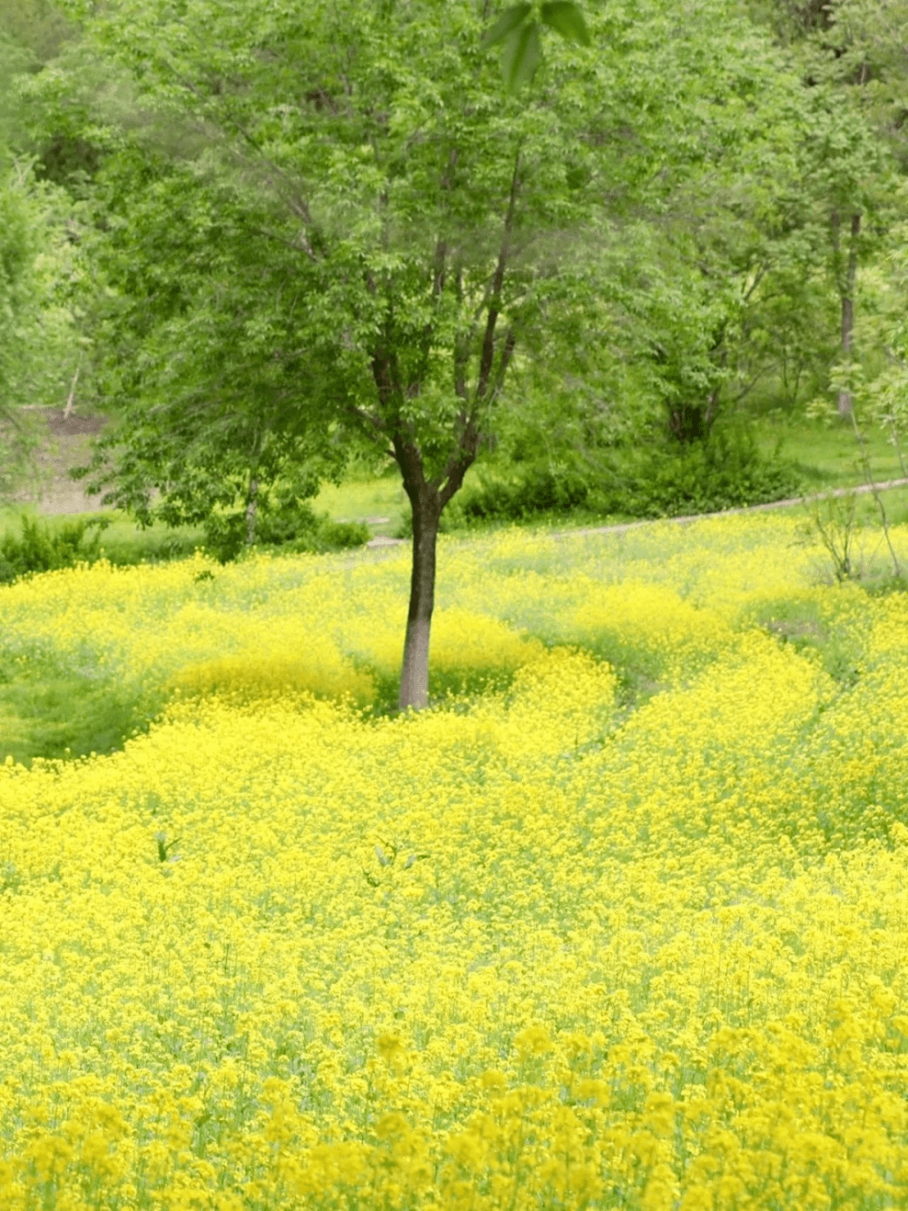 短花针茅（短花针茅图片） 第13张