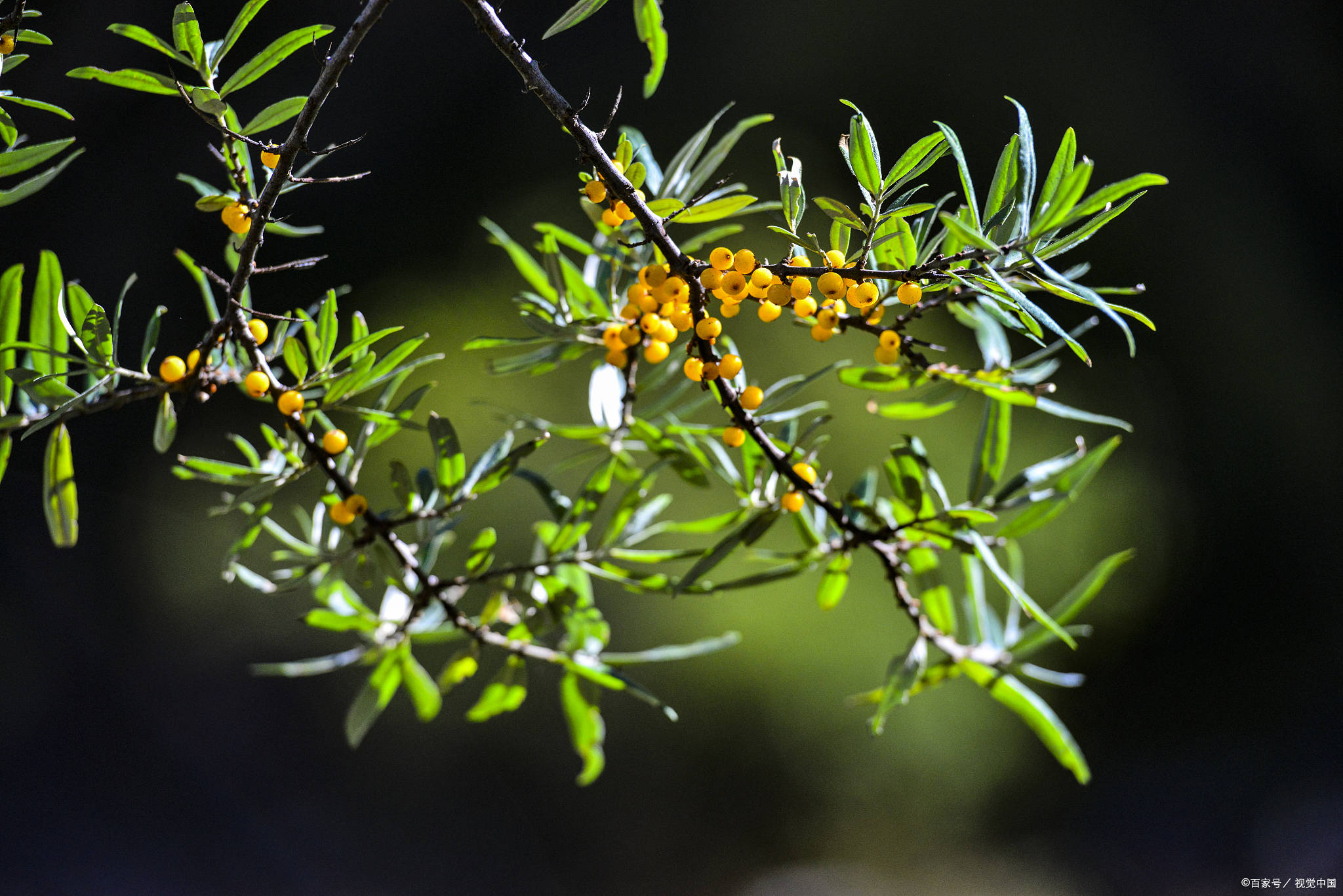 沙棘原浆能不能天天喝_口感_饮品_添加剂