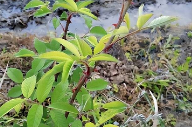 月季花_植物_因为