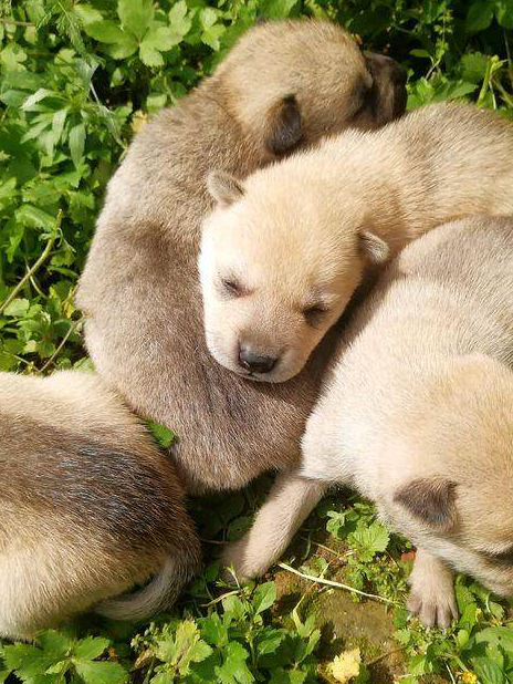 一窝小奶狗趴在草地上,它们彼此相互依偎着,女孩:太简单粗暴了_狗狗