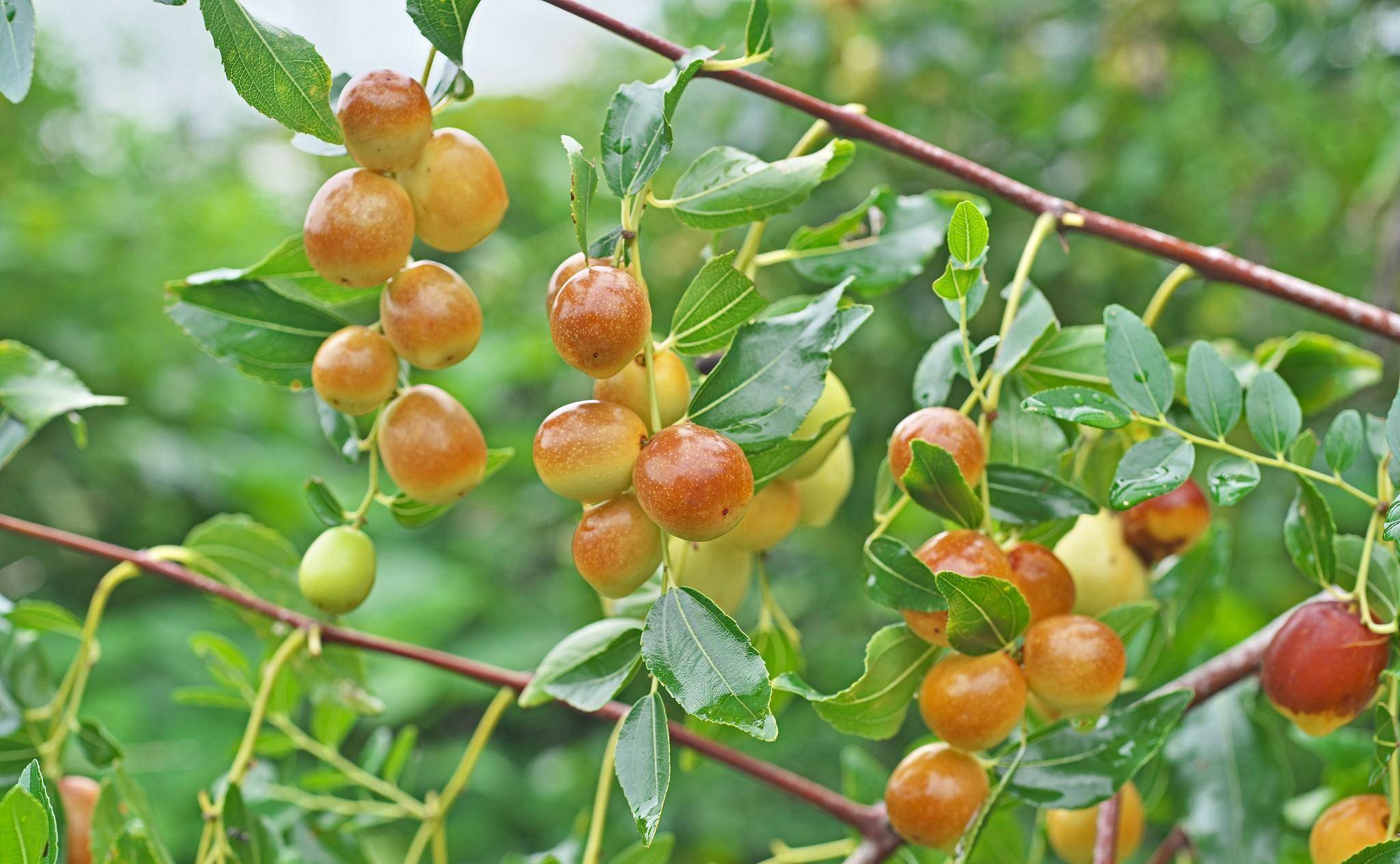 酸枣仁为鼠李科植物酸枣的干燥时尚种子,酸枣仁"补中益肝,坚筋骨,助