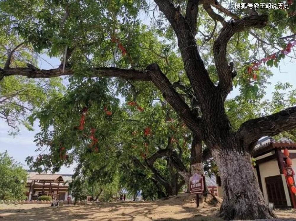 而且很多年紀大的人大概都知道,辦喪事 兒孫扛幡一般用的都是柳樹枝