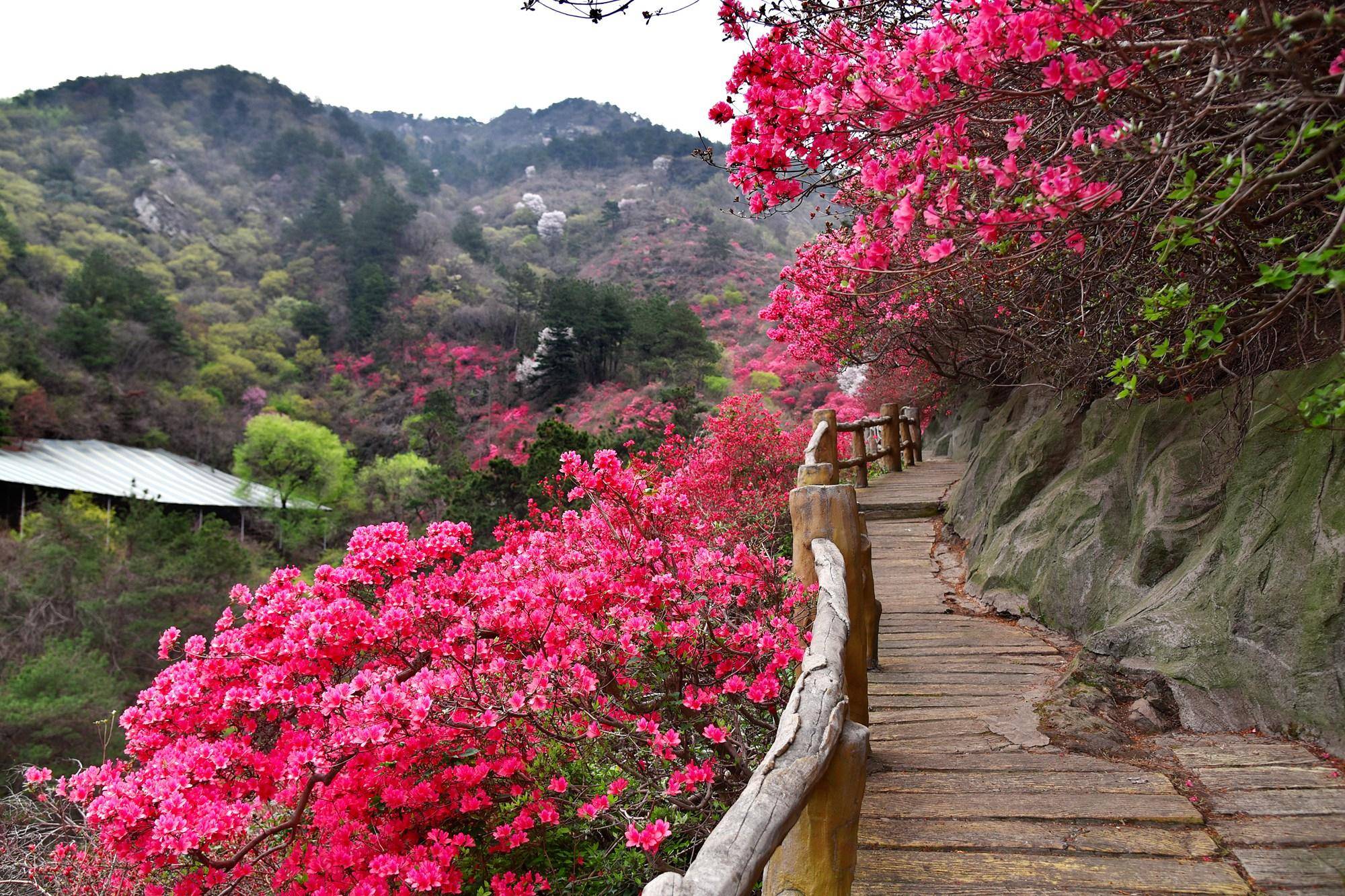 武汉春天怎么玩？到黄陂赏花、拍美照、品美食、住特色民宿