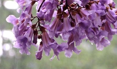 村最不缺的就是梧桐树,每到四月份的时候,梧桐的清香飘满了整个村庄.