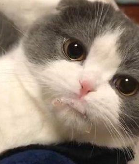 猫咪偷吃跳跳糖,口吐白沫还噼啪响,主人顿时爆笑不已_小猫_什么_表情