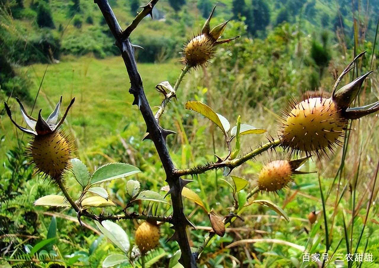 相信许多朋友都很熟悉,在其他地方,它还有着山石榴,糖果子等叫法,是