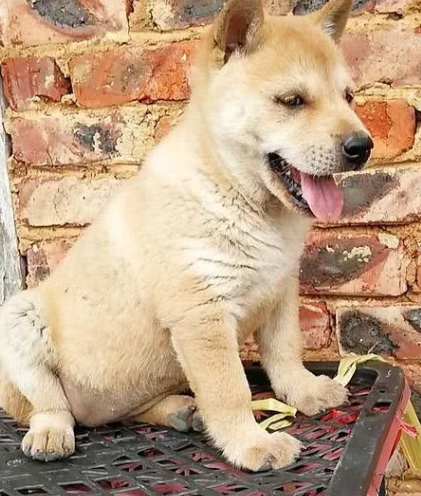 五一放假回家,在家里呆了几天,没想到邻居要搬家家里的小土狗无人看管