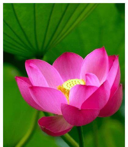 5月中旬,运势转旺,生肖4事业有进步,财运旺,生活天天红红火火_信任