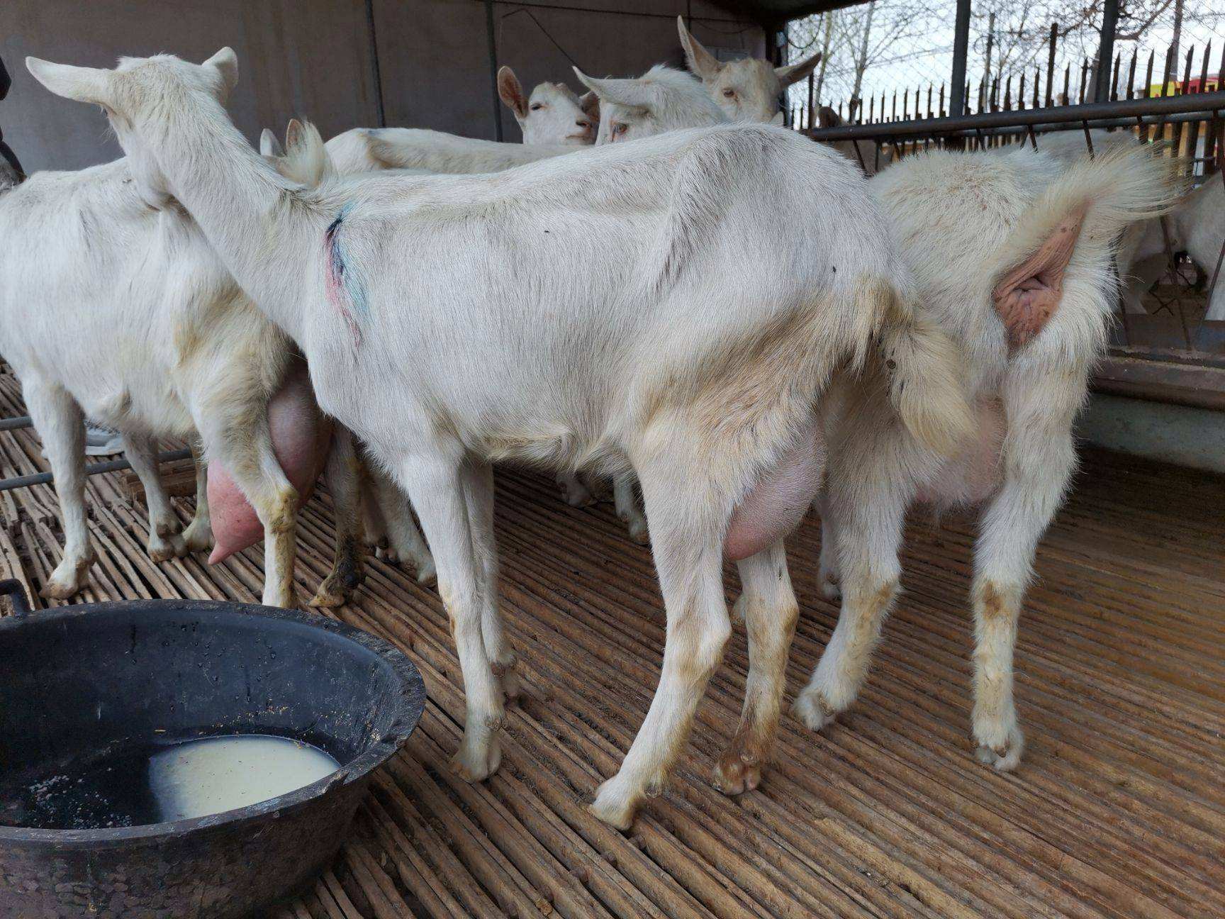 主要包括以下几个方面:内分泌失调:母羊在出现雌激素分泌不足,卵巢机