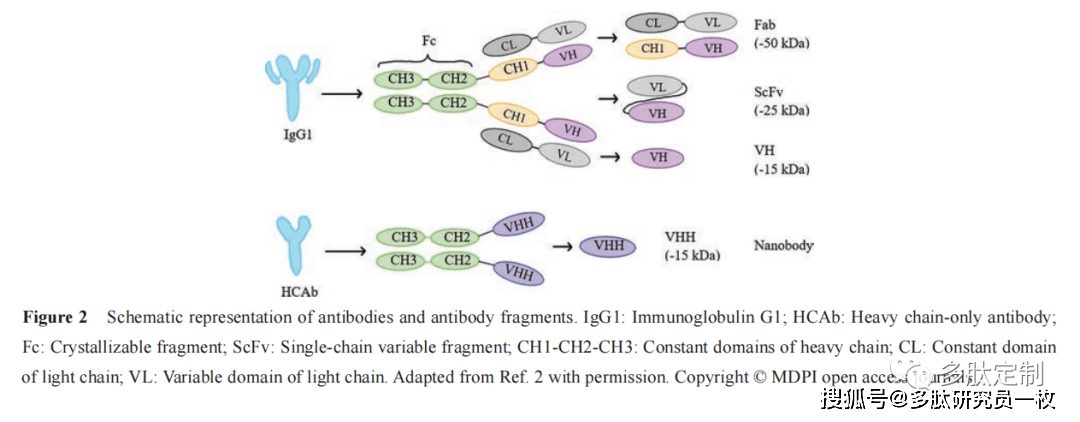 (antigen-binding fragment, fab) 是抗體結構中可以與 抗原結合的