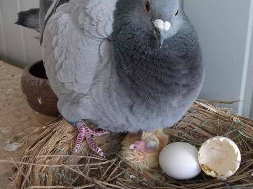 梦见肚子上放鸽子蛋，寓意与解析