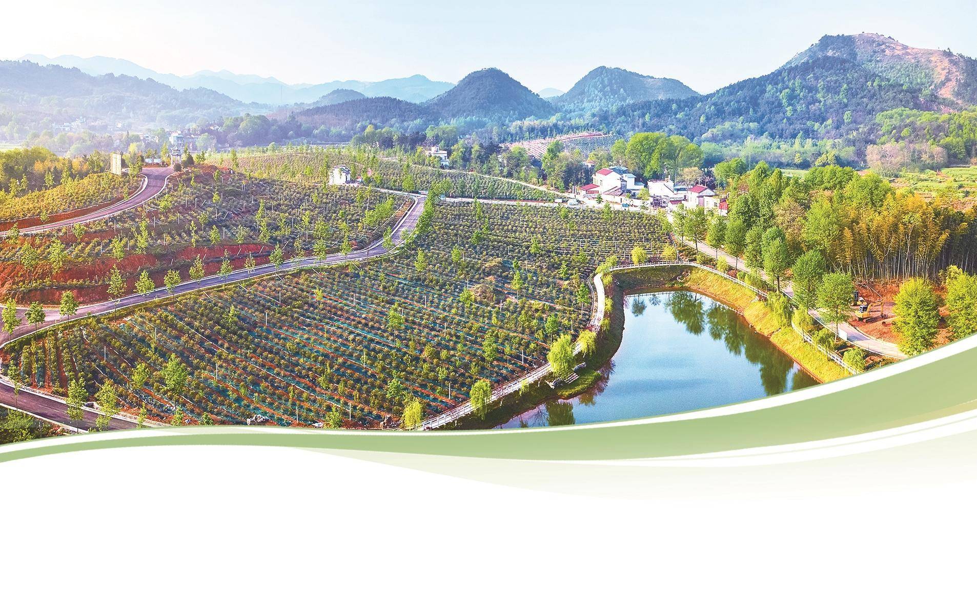 本报通讯员 黄国华 摄19年前,怀宁县蓝莓产业化种植从该县黄墩镇栗山