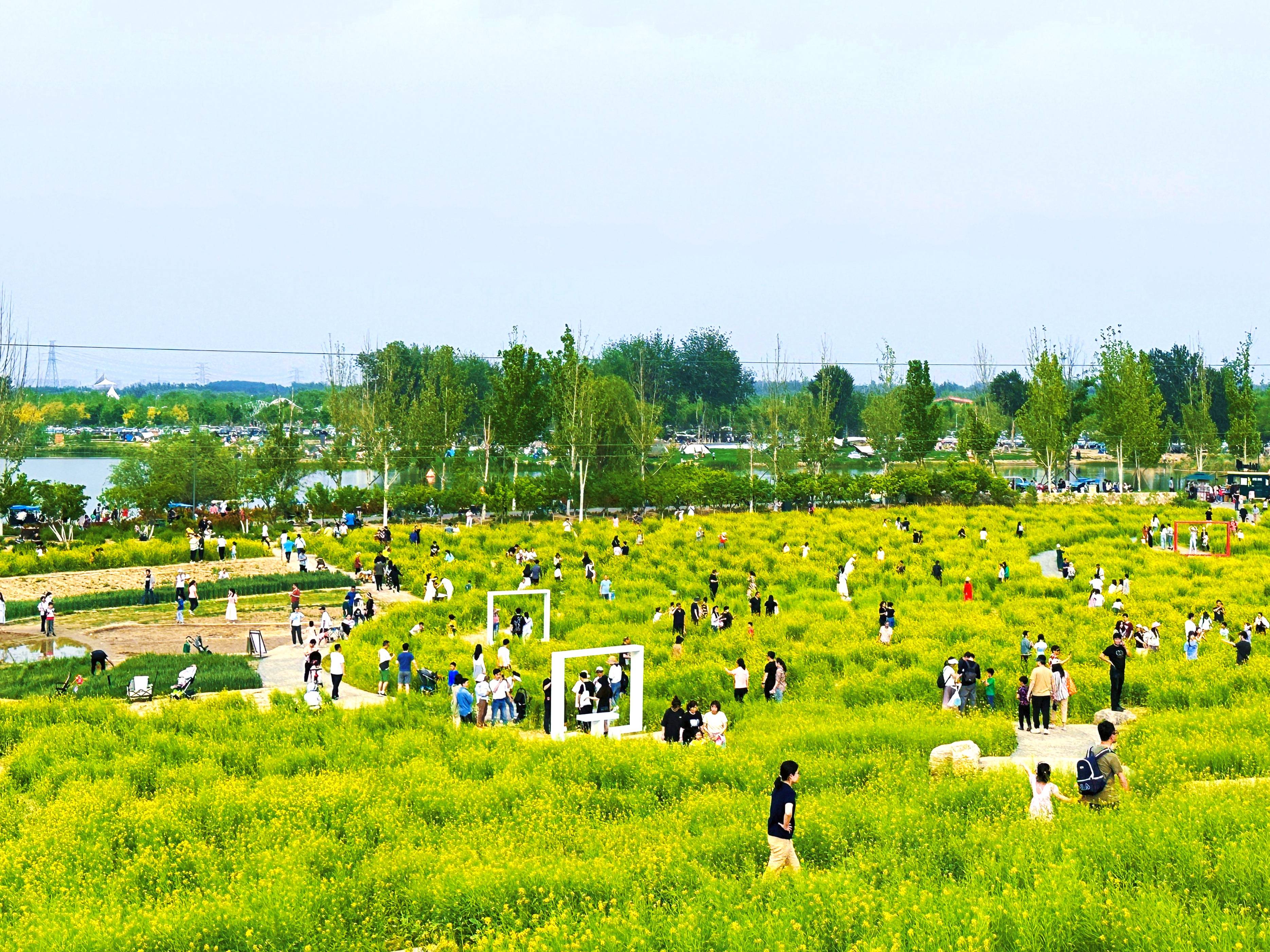 田村油菜花公园地址图片