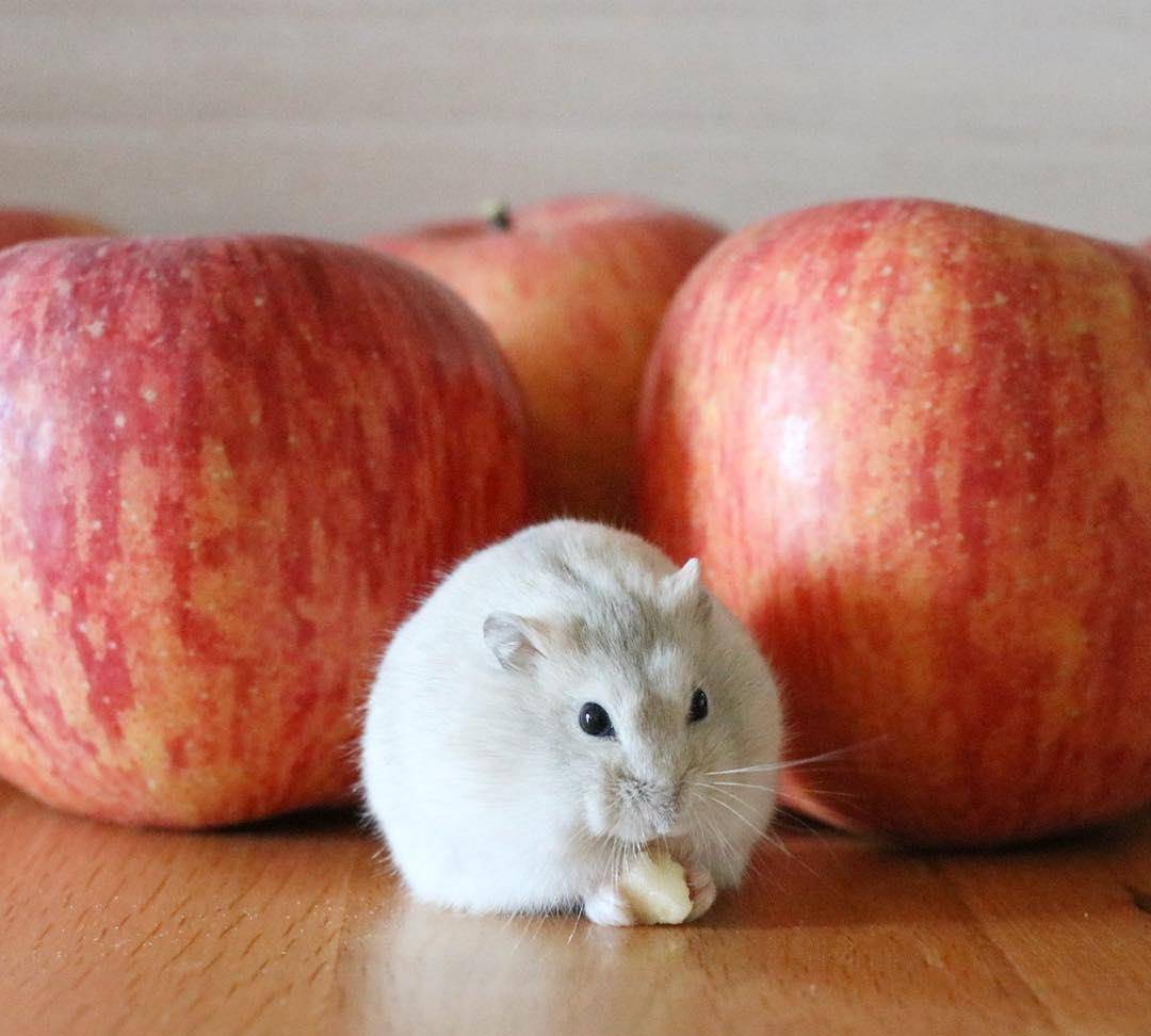 糯米团子一样的小仓鼠,抱着最爱的草莓不撒手!