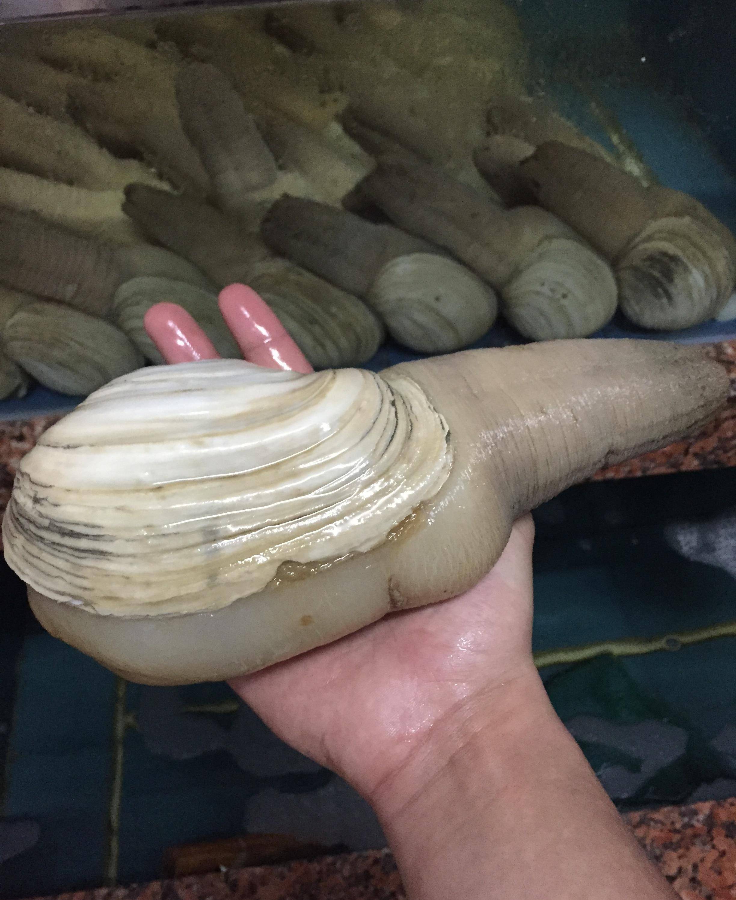 象拔蚌好吃?