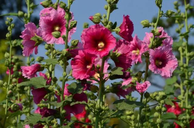 "全球之花"蜀葵——读《中国蜀葵:走向世界的丝路之花》有感_地球