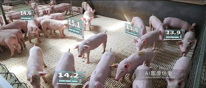 自动化养猪场的物联网信息化解决方案_养殖_进行_管理
