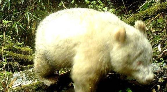 白色大熊猫现身四川卧龙,网友:它可能从来不熬夜吧?_影响_国宝_时候