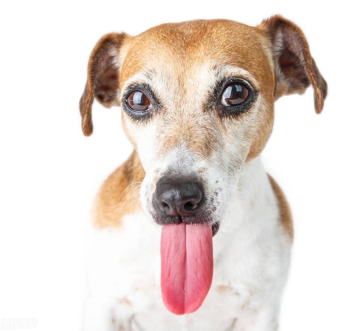 为什么狗狗总是伸着舌头呼吸?它的身体会散热吗?