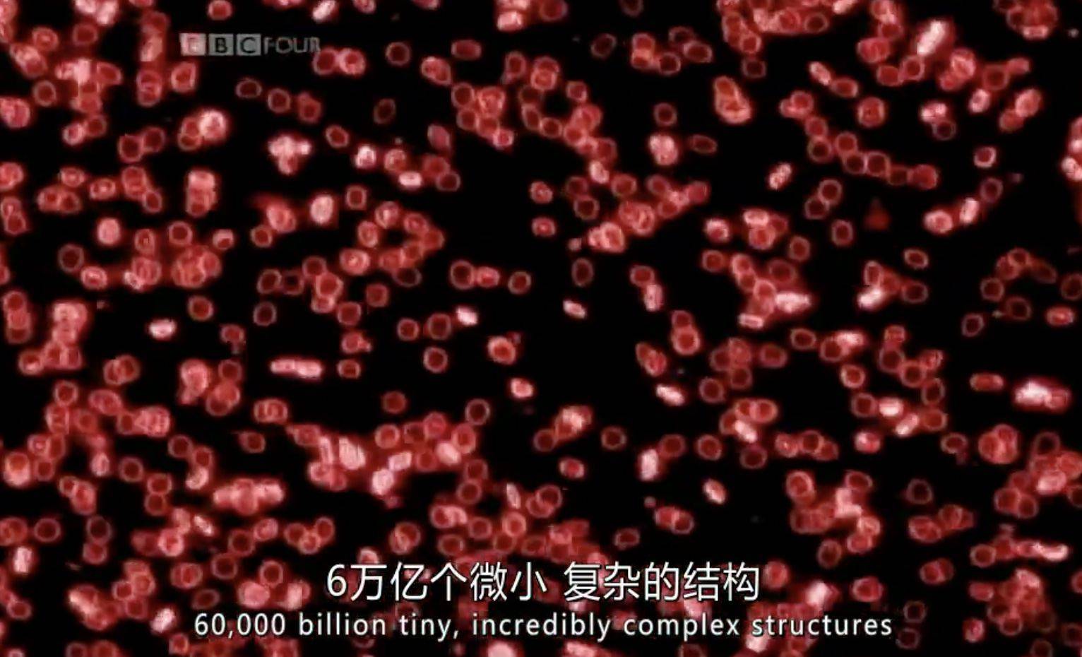 bbc纪录片《细胞 the cell 2009》全3集 中文字幕 720p高清_生命_亚当