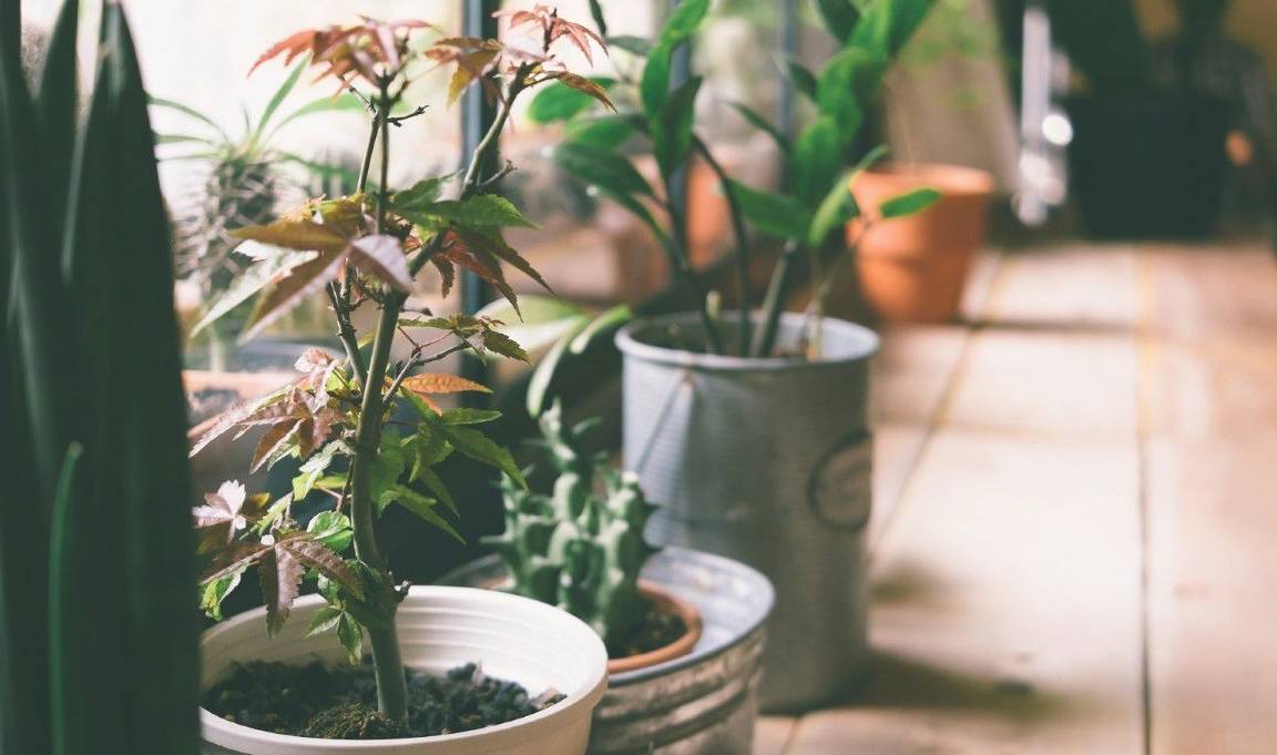 原创            照顾室内盆栽绿植注意这几点，避免植物黄叶和烂根-室内盆栽植物养护方法图片