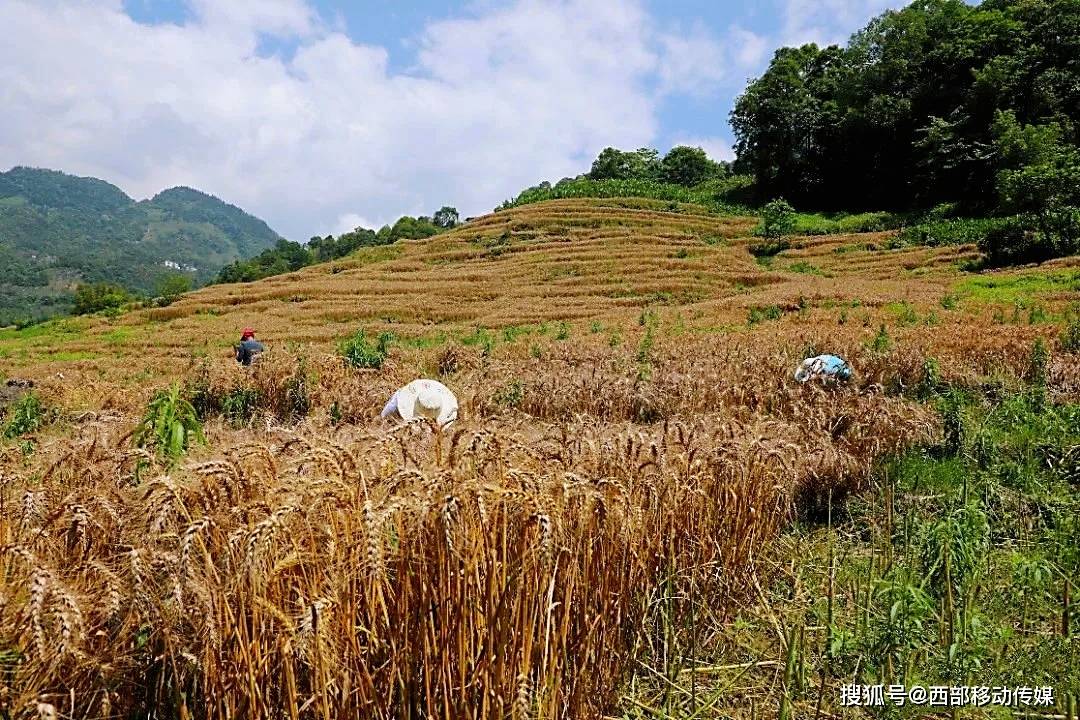 在中和镇赵溪村的试验田里,放眼望去,田坎间到处堆放着割好的小麦,在