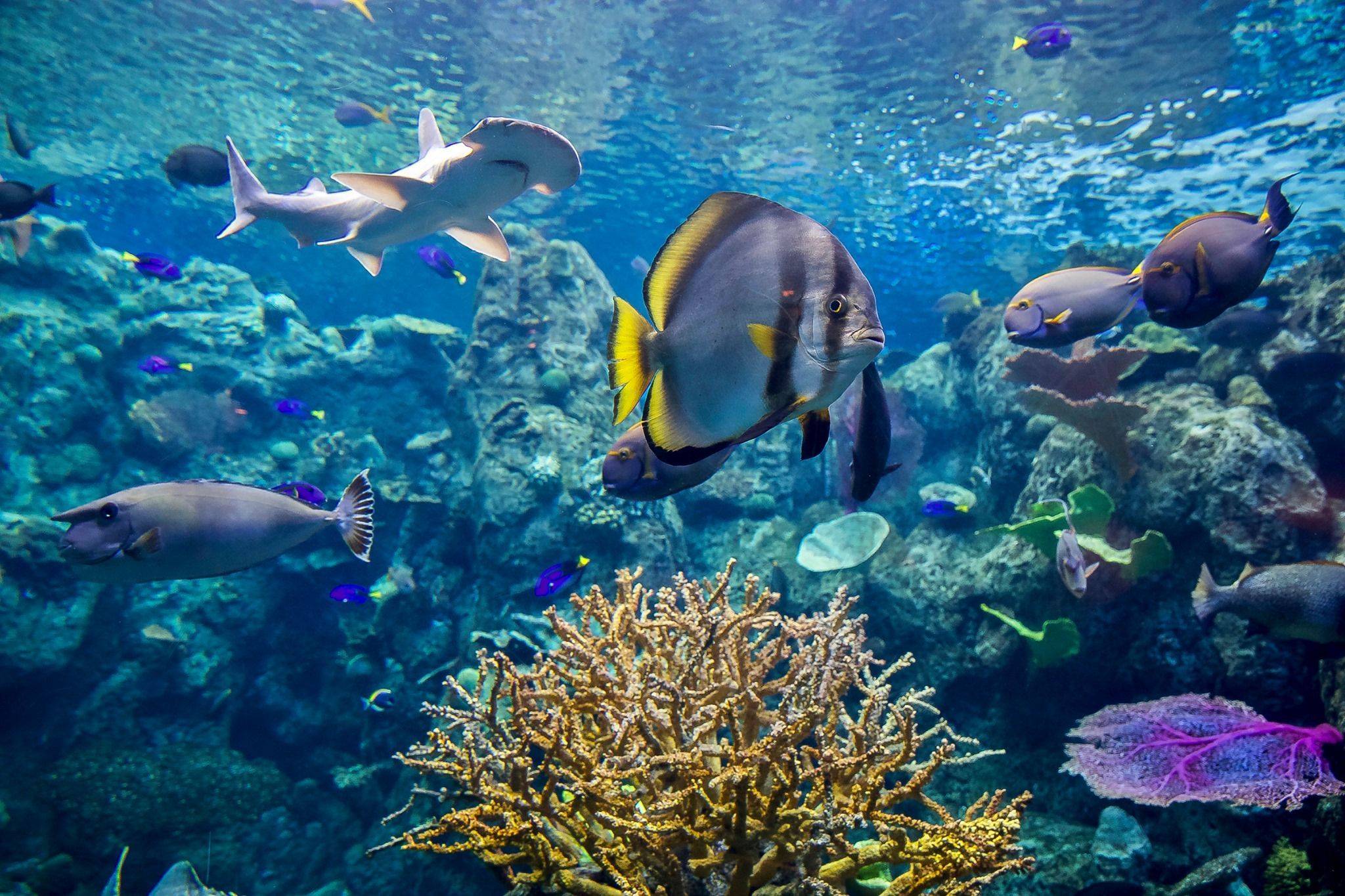 想要探索海洋的生物多样性,位于洛杉矶长滩的太平洋水族馆是非常理想