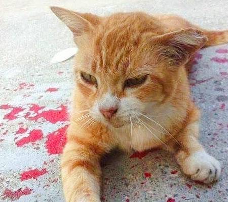 看到"橘喵"躺在血泊里,好心人都围过来了……_猫咪_生活_时候