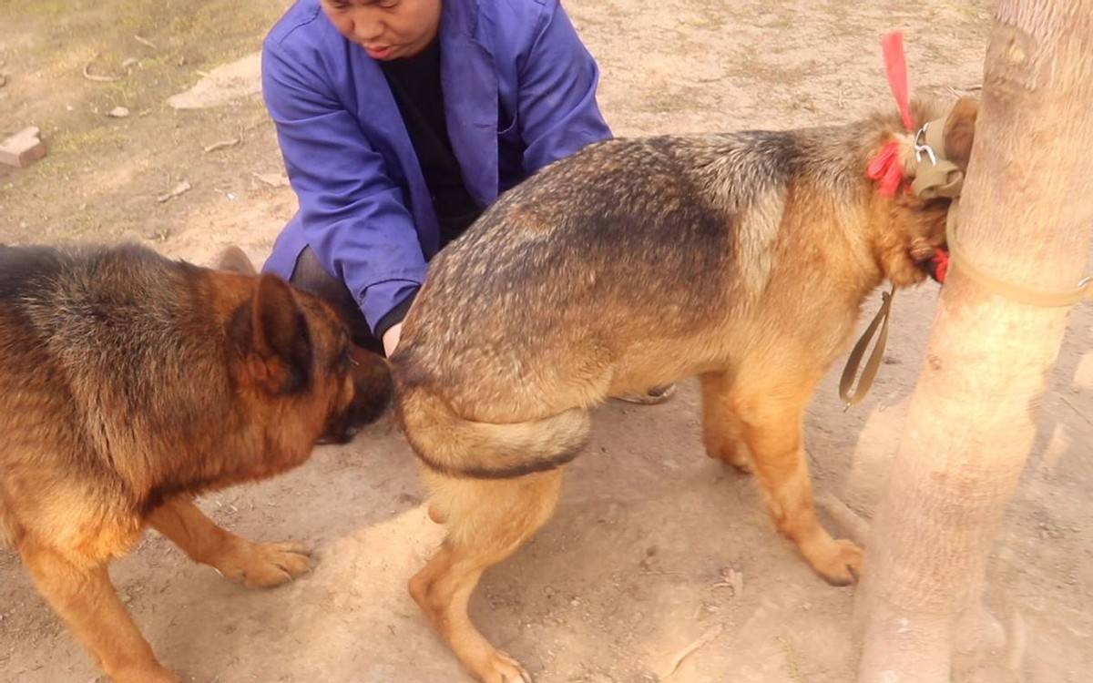 狼跟马犬后代图片图片