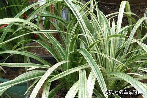 銀邊吊蘭怎麼水培_根鬚_容器_植物