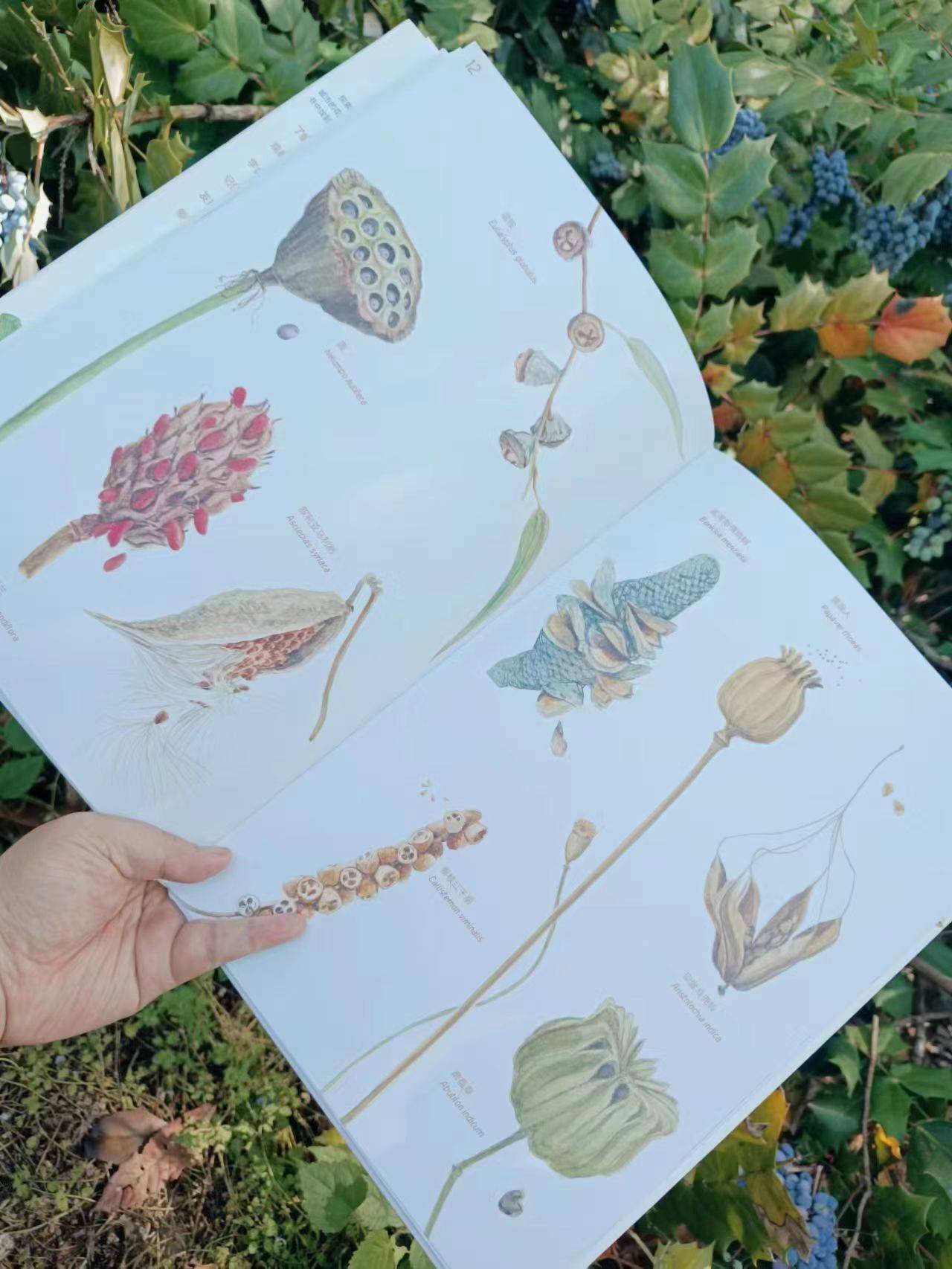 槭树传播种子怎么画图片
