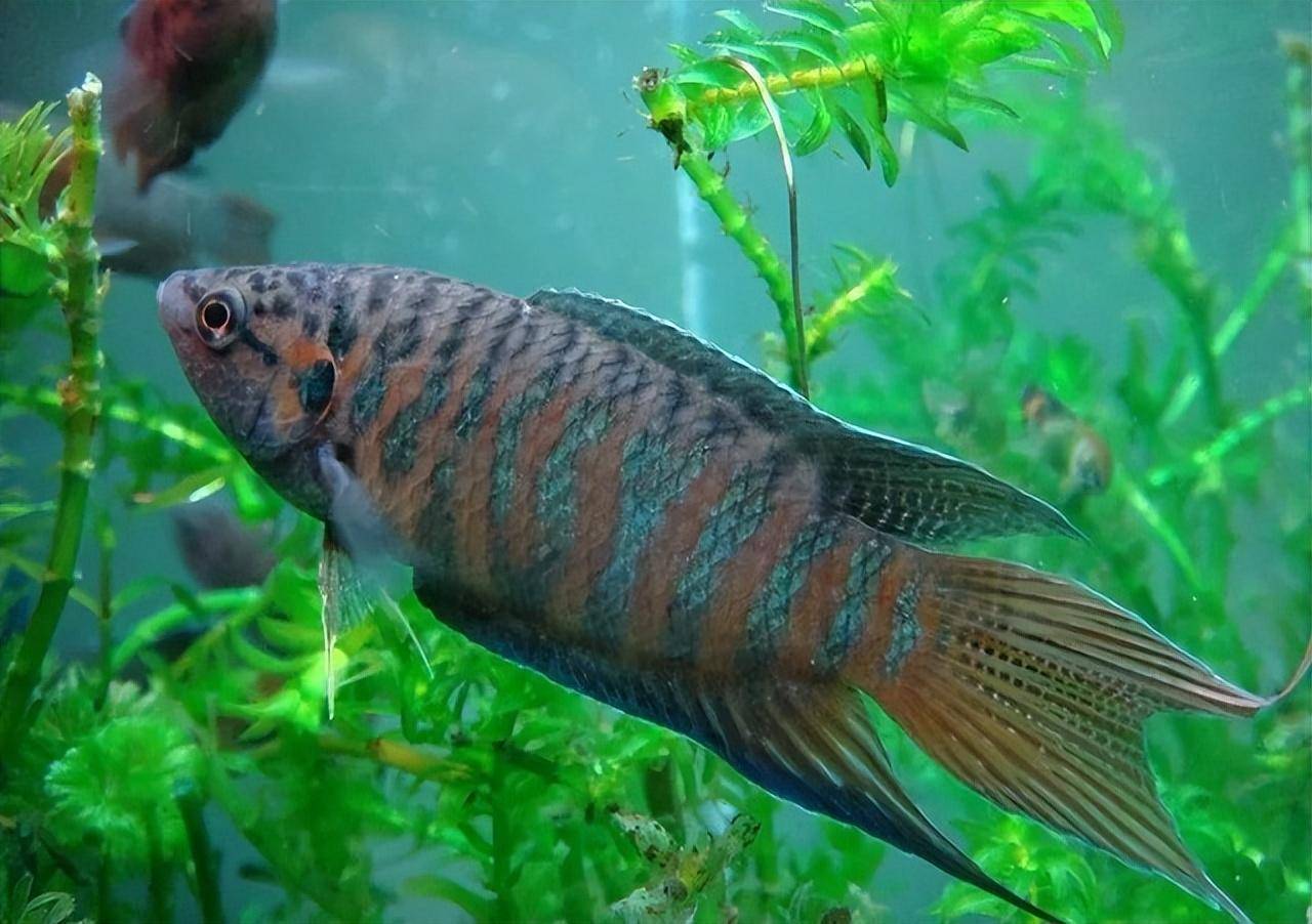 菩萨鱼曾经在农村经常见到,被当做鸡鸭零食,为啥现在很少见到?