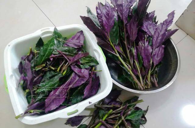 这"野菜"不含草酸,含天然"青花素",天气热了多吃它对皮肤好_大蒜_下锅