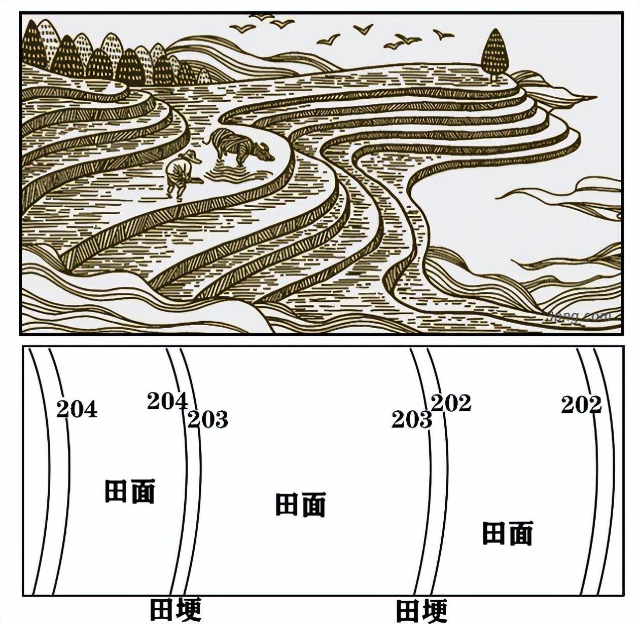 ( 8 )梯田等高线地形图: 表现为梯田田埂处等高线较密,田面平坦