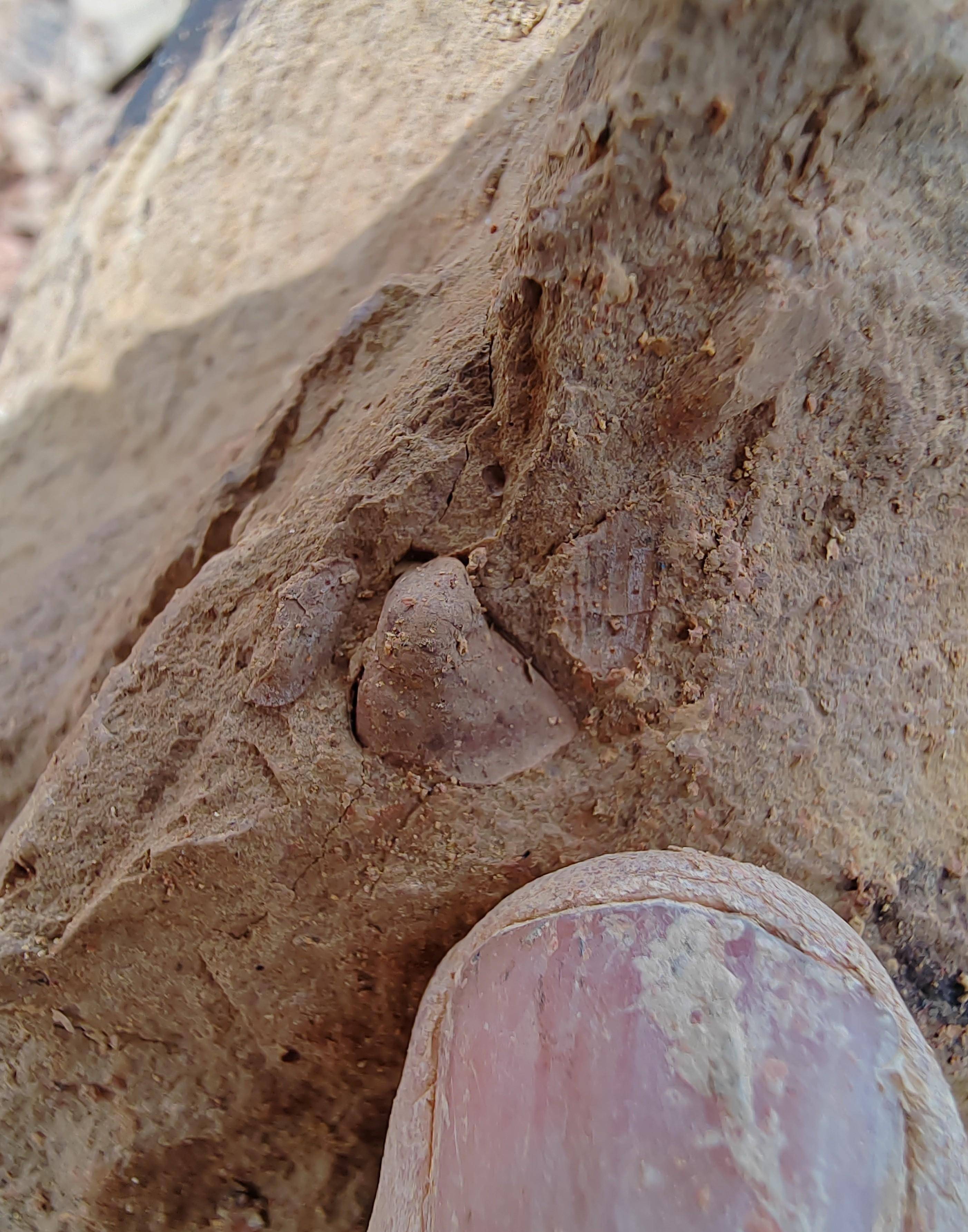 「化石探索」第37期:临沧化石之旅(十四)