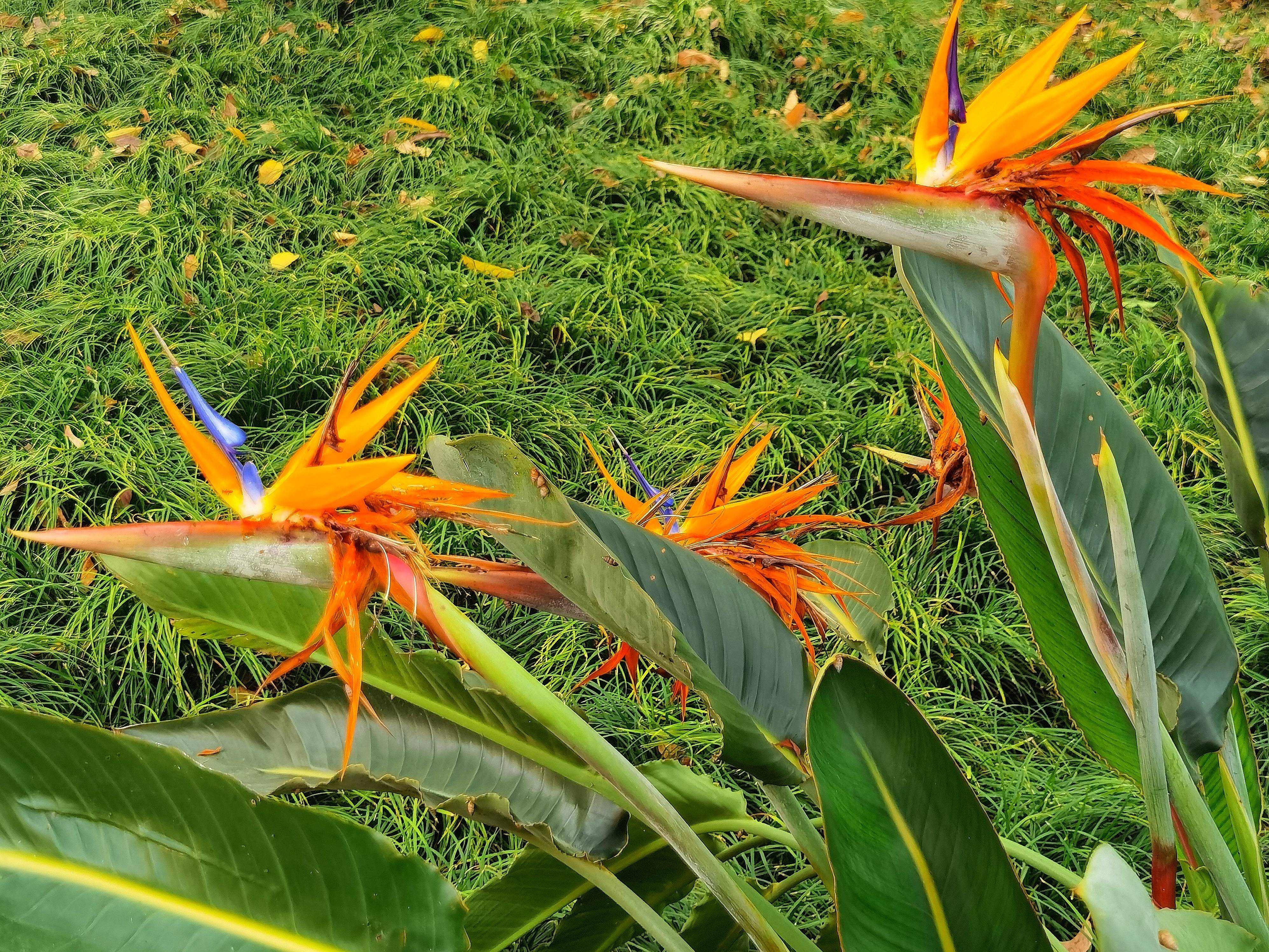 与鹤望兰相似的花图片