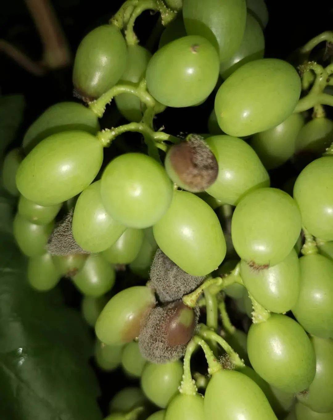 葡萄进入硬核期该怎么管理?该如何解决病虫害问题?_阶段_高温_药剂