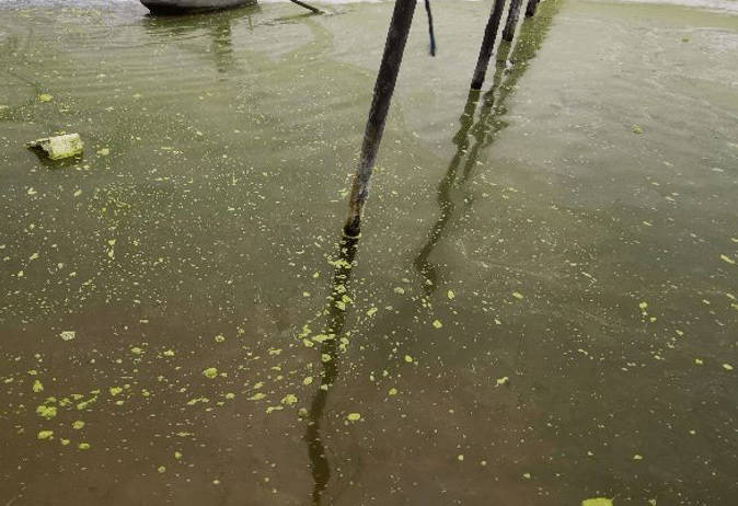 成都丰昱水产养殖有限公司-冬棚养对虾常见水质问题,原因,危害和解决