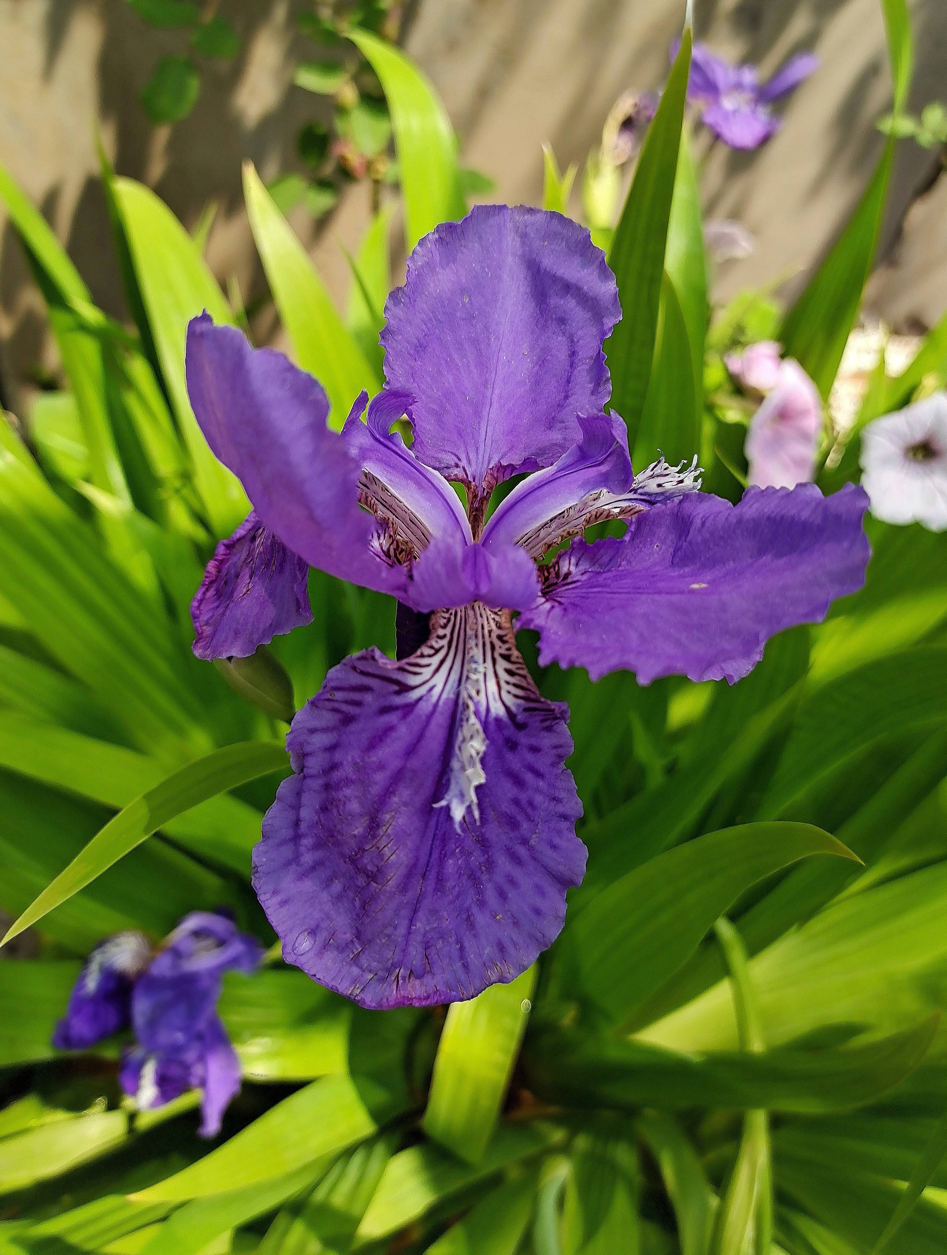 鸢尾:花界的蝴蝶夫人,冻龄的美貌比咏叹调更触动情肠