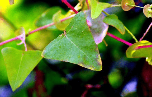 农村一种有刺野草,是防蛇利器,可以治蛇咬伤,儿时常当零食吃_植物