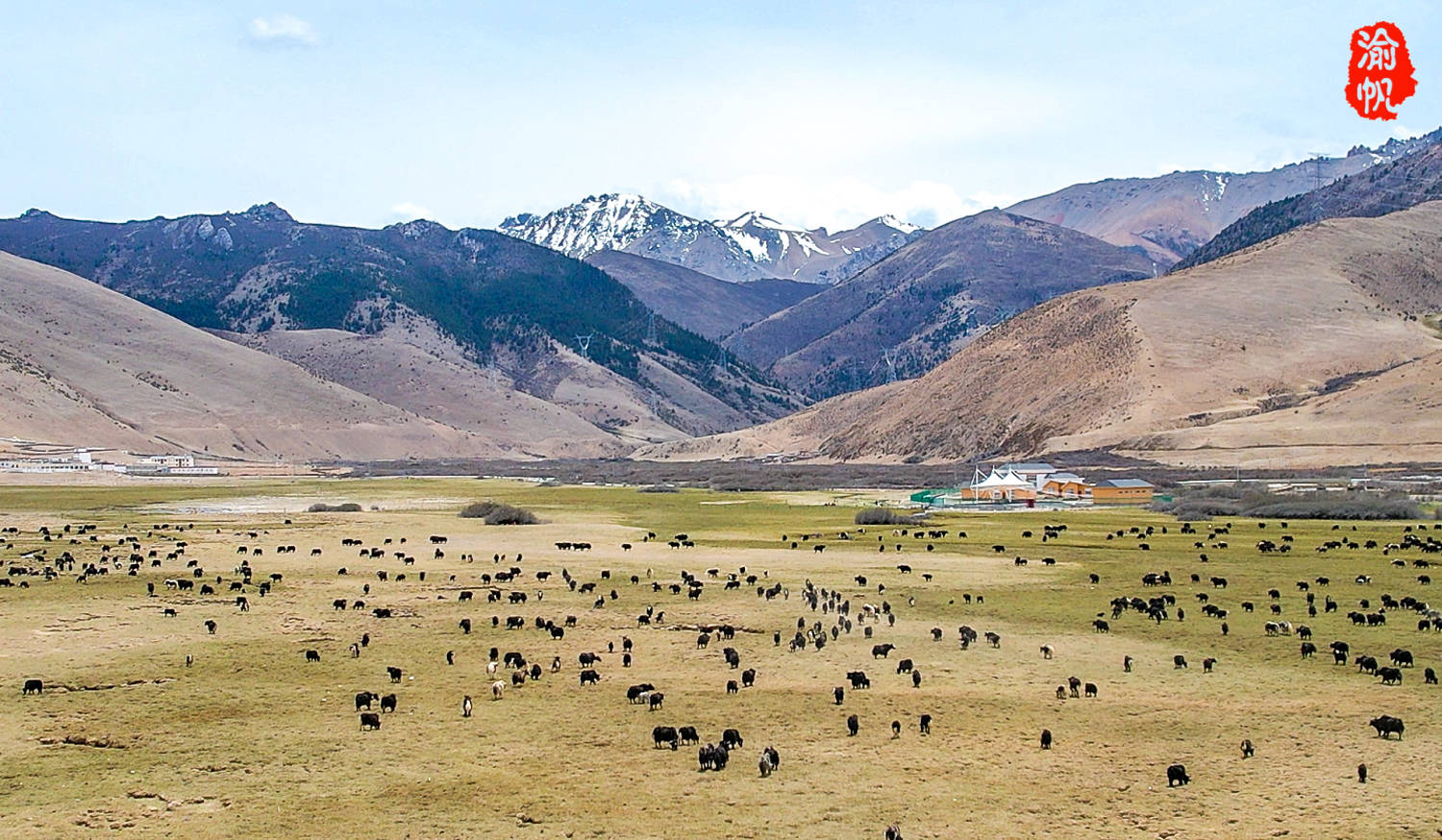 昌都之旅第四天:再游美玉大草原,雪山下碧草如茵牛羊成群,美如画卷