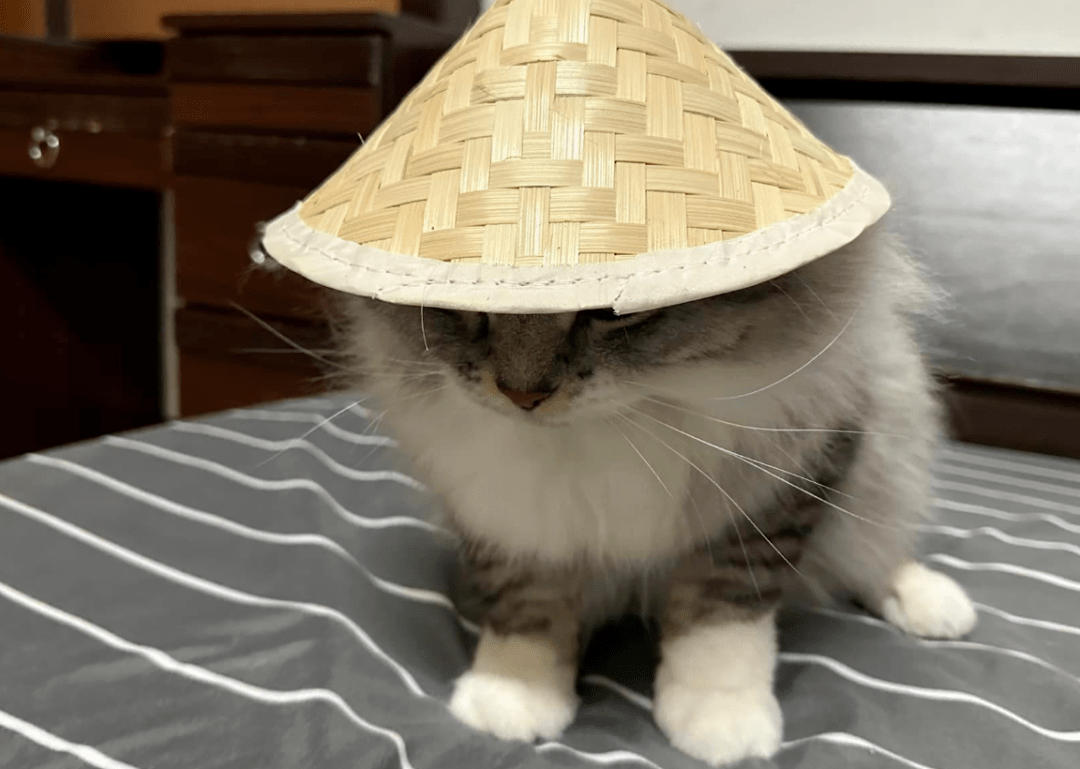 随手买了一个小斗笠给猫戴上后,越看越眼熟.这是鳌.鳌拜?