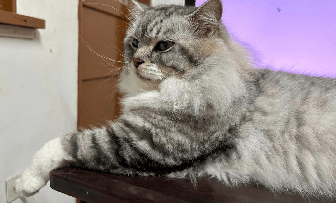 随手买了一个小斗笠给猫戴上后,越看越眼熟.这是鳌.鳌拜?