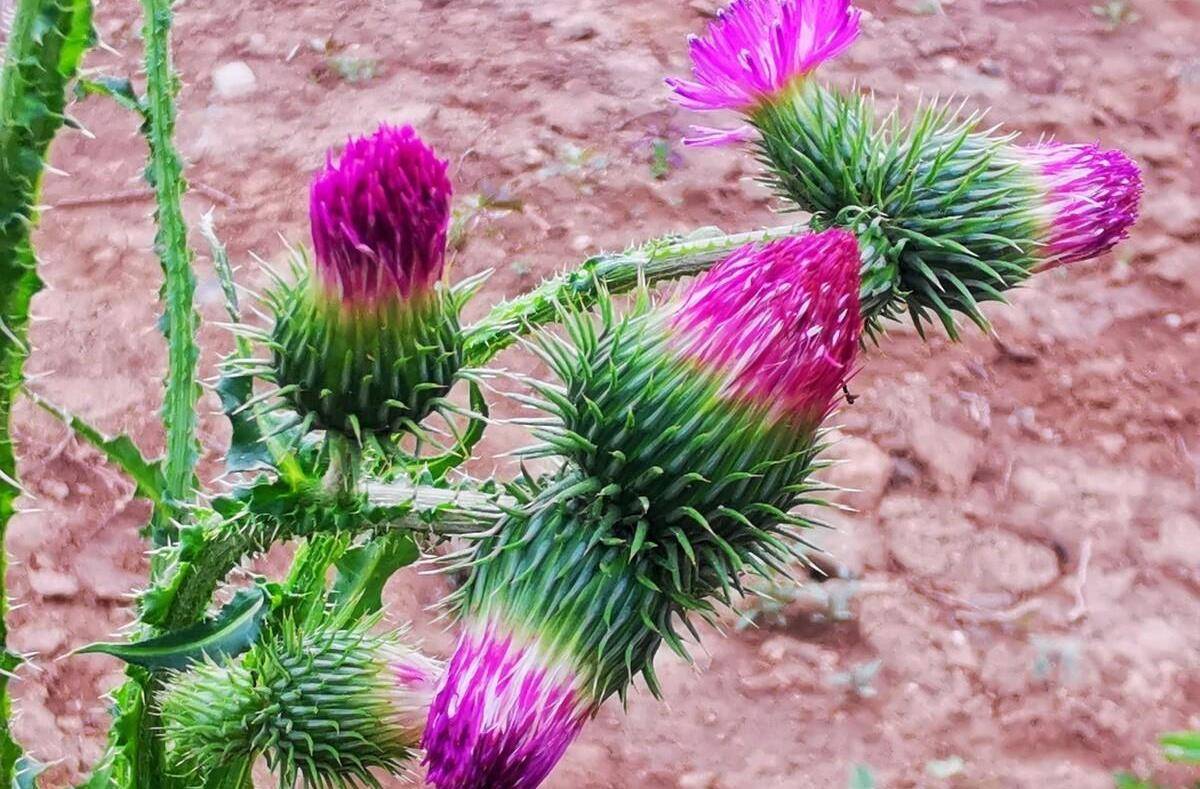 飞廉与刺儿菜,很多人总是分不清楚,两者都为菊科草本植物,叶片边缘都