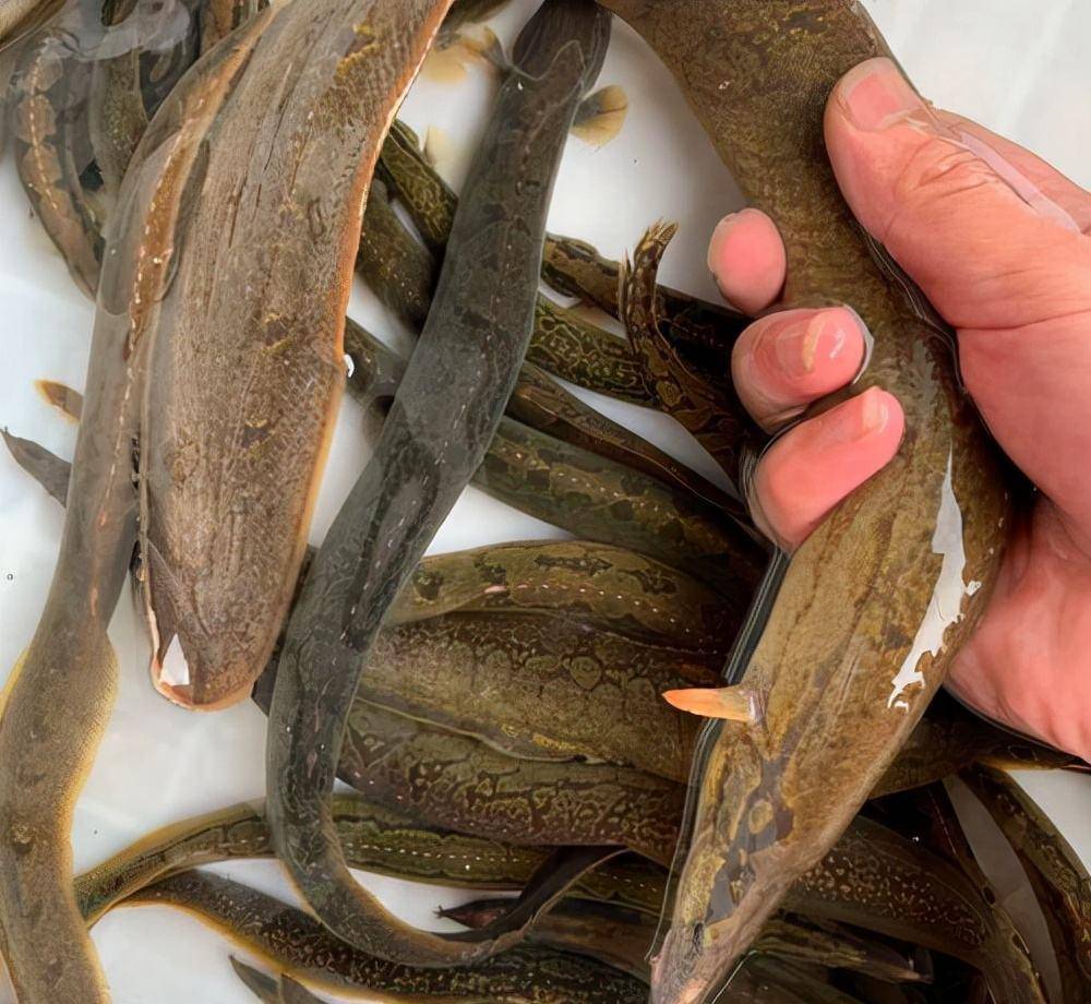 贵州钓鱼人钓起"水库刀鳅王",半米多长,超过1公斤_泥鳅_紫貂_钓友