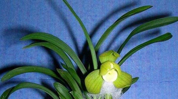 如今还能见到吗?_兰花_陈继_春兰